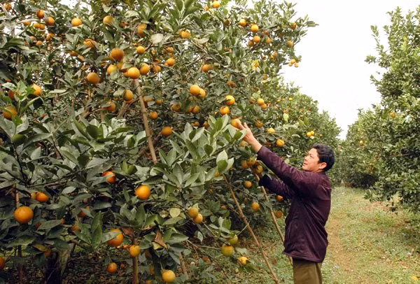 Nhiều năm được mùa, có gia đình thu về vài tỷ, đủ sức mua vài chiếc ô tô. Ảnh: Vietnamnet.