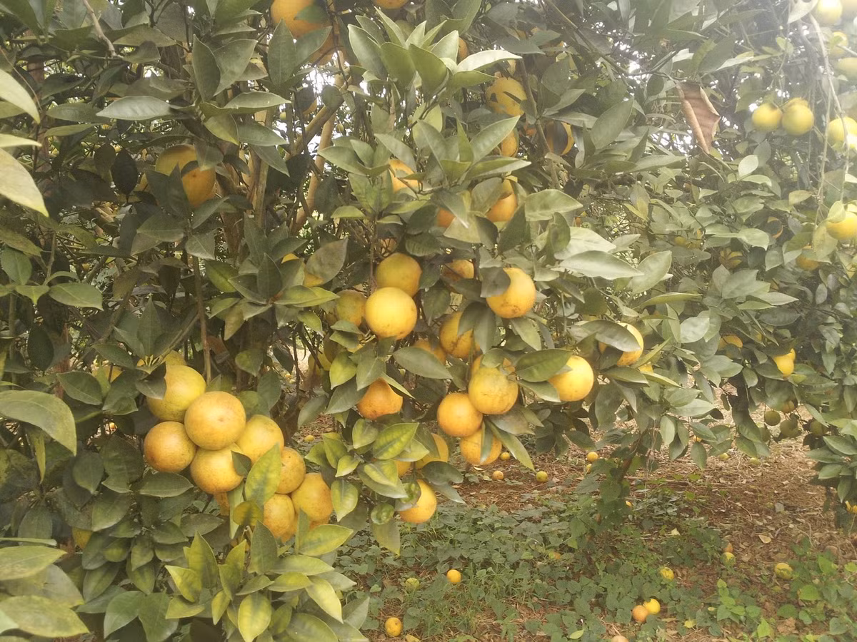 Chỉ cần có 1 ha cam là người trồng cam Cao Phong đã thu được tiền tỷ mỗi năm. Ảnh: Blogspot.