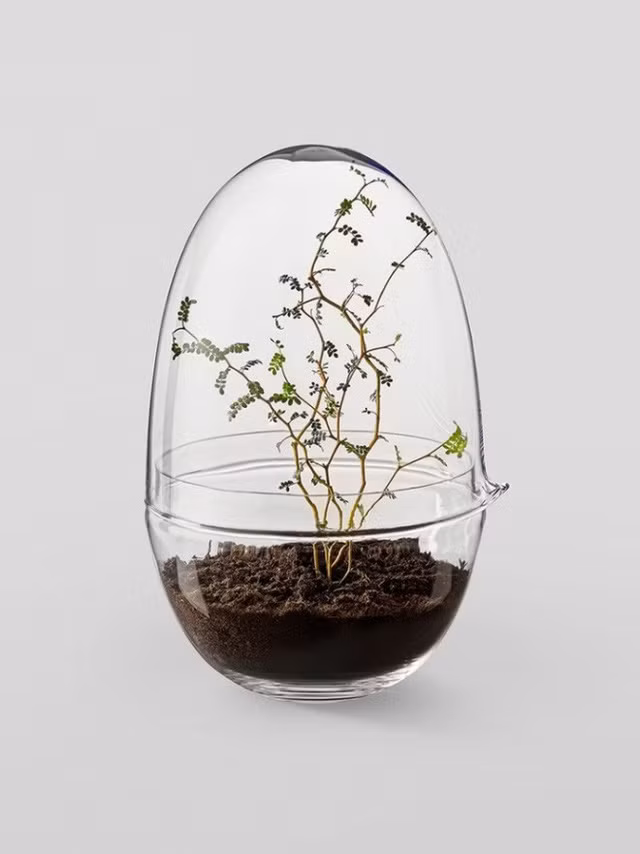 Không hoa nhưng bonsai này vẫn đủ sức gây thương nhớ bất kỳ ai. Ảnh: Gardenista.