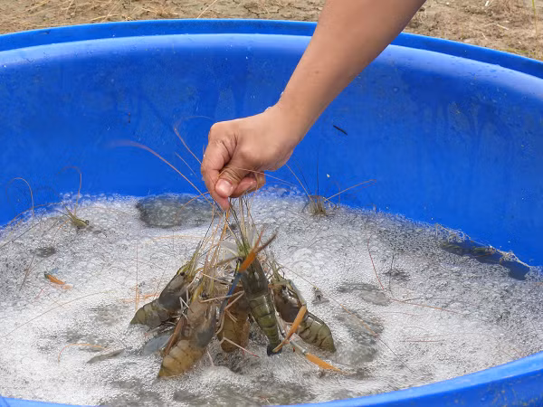 Để con tôm phát triển tốt, người nuôi phải đảm bảo chọn giống tốt, cải tạo đất, nguồn nước và chăm sóc đúng kỹ thuật. Ảnh: Tintuc.