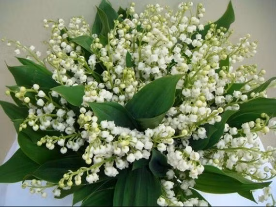 Linh lan là loài hoa đắt thứ 9 trên thế giới vì chỉ có thể thu hoạch một lần trong năm và chỉ kéo dài trong tuần. Ảnh: Printest.