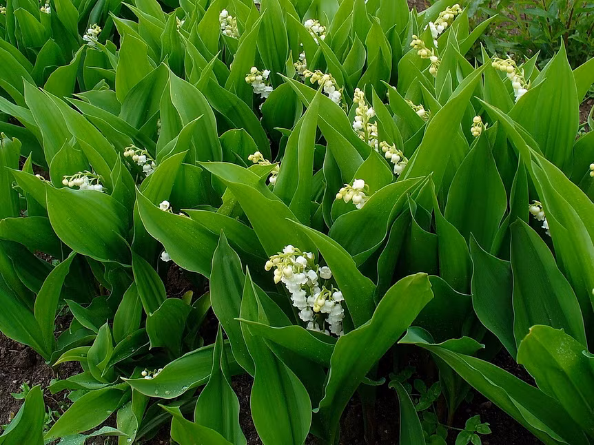 Thân cây linh lan cao nhất 40cm, mỗi cành mọc 5 - 15 bông hoa nhỏ giống như những chiếc chuông tí hon. Ảnh: Wtgn.