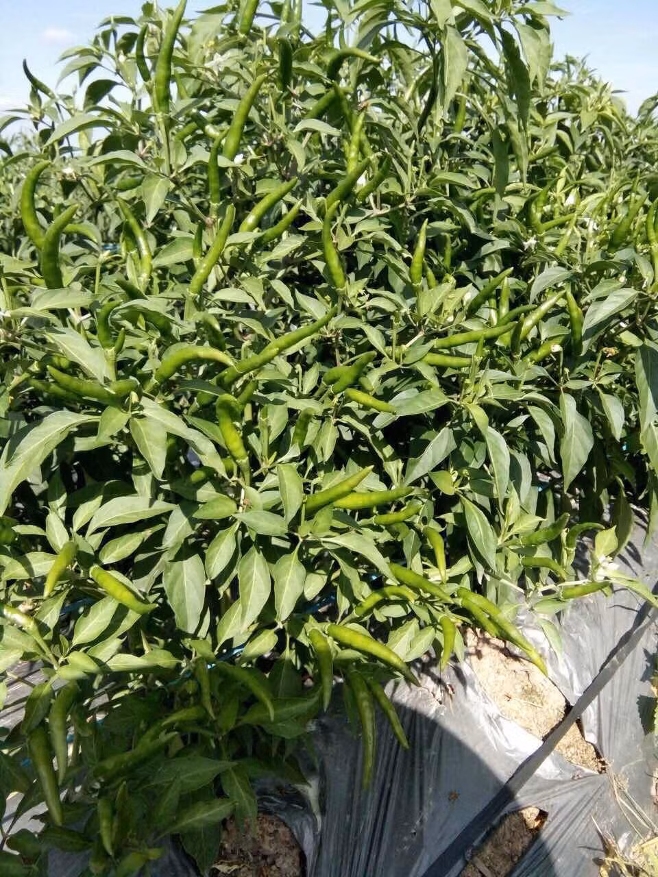 Sang năm 2018, sản lượng ớt sẽ tăng lên 27.075 tấn cho doanh thu dự kiến 1.083 tỷ đồng.