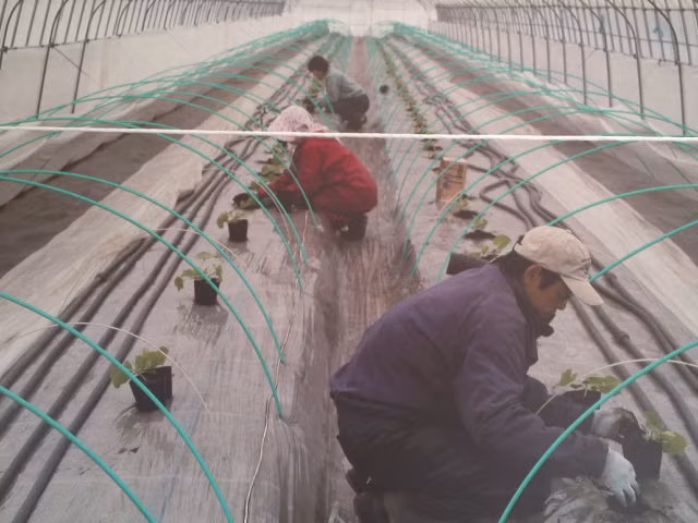 Người trồng phải luôn theo dõi chặt chẽ chất đất, chất nước, nhiệt độ cho cây trồng. Để kích thích hạt nảy mầm, người ta phải cho hạt vào một chiếc hộp giữ nhiệt và duy trì từ 32-35 độ C. Ảnh: Talk-hokkaido.