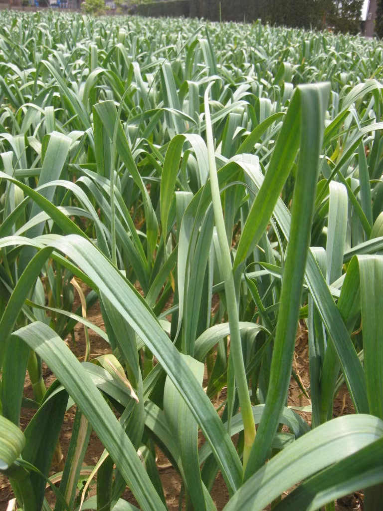 Lá tỏi cao tới 45-50cm. Ảnh: 3fresh.