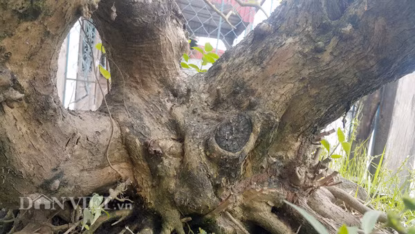 Gốc cây vọng của của anh Tuyền rất cổ thụ và có màu rêu mốc do cây đã già.