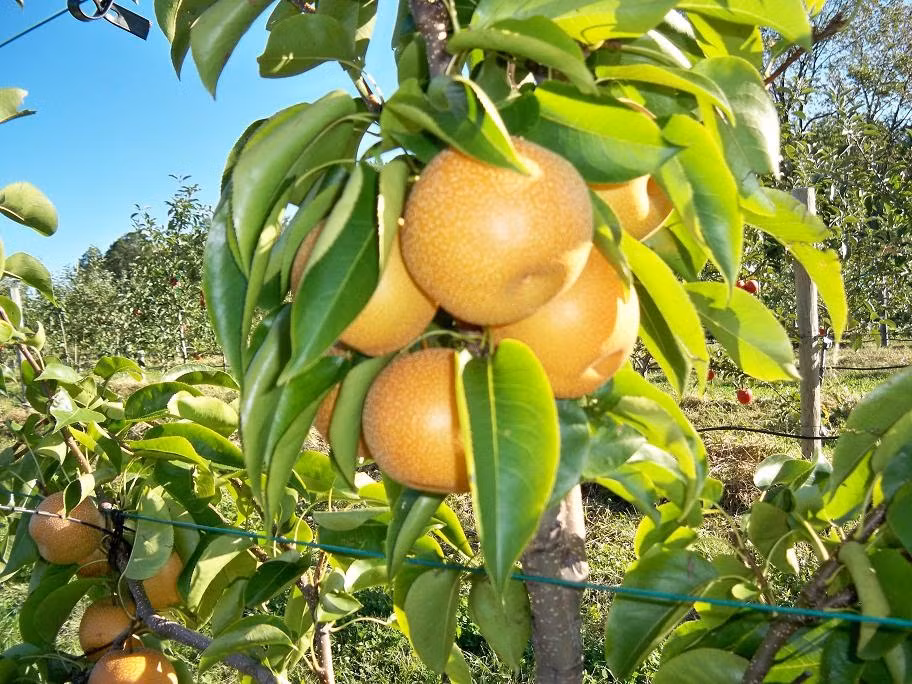 Chùm lê sai trĩu cành trông thích mắt. Ảnh: Weymouthfarms.