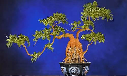 Bonsai cà rốt với tạo hình uốn lượn độc đáo.