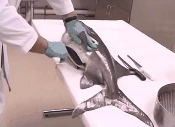 Quan trọng nhất là làm sao để không làm vỡ trứng. Ảnh: Youtube.