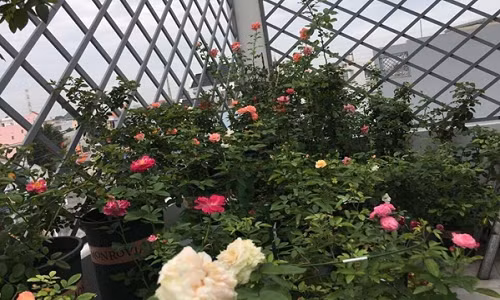 Sau bao năm tháng, tình yêu niềm đam mê với hoa dần lớn lên và không bao giờ vơi cạn trong chị. Chị yêu hoa “đặc biệt là những loại hoa hồng có hương thơm và màu hồng, trắng đỏ”.
