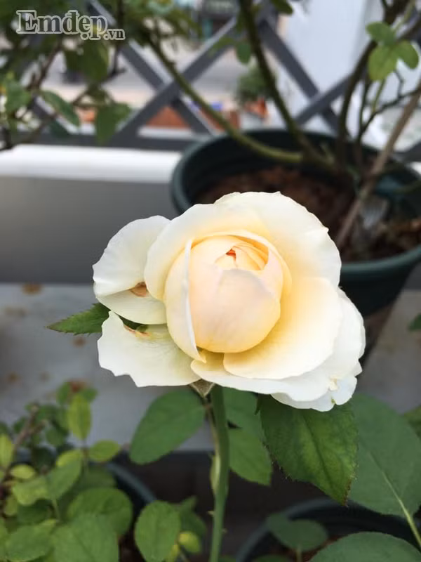 Cuối tuần chị lại bón phân, tưới nước cho hoa.