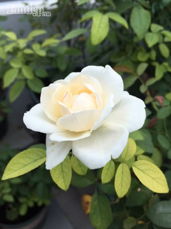 Vào mỗi buổi sáng trước khi đi làm chị thường dành thời gian khoảng một giờ đồng hồ để chăm sóc, cắt tỉa hoa.