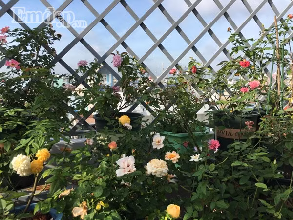 Trong ngôi nhà hiện tại của mình, chị dành hẳn 70m2 sân thượng lầu bốn để trồng hoa.