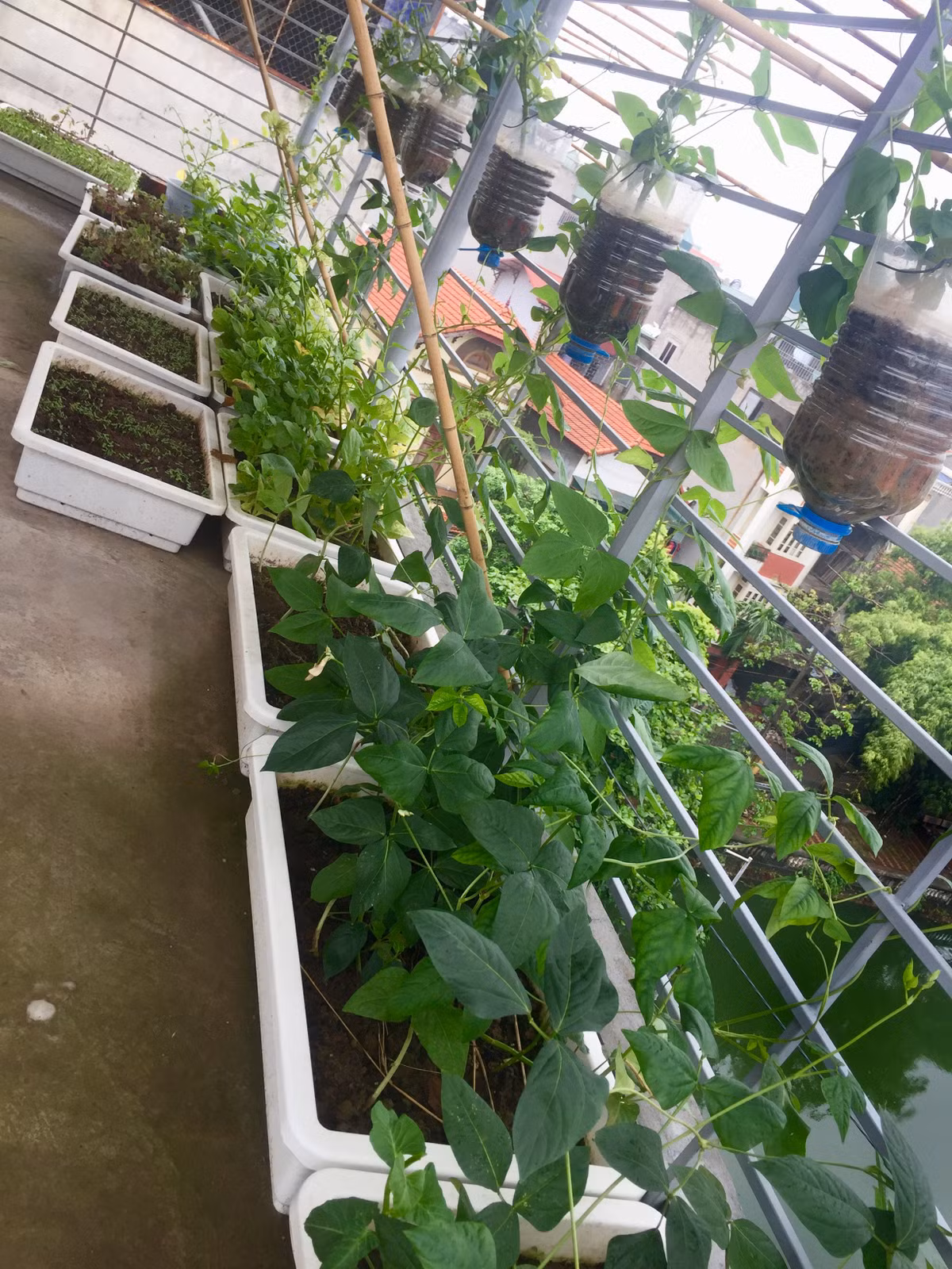 Ngày trong tuần đi làm, Lân tranh thủ tưới cây vào buổi tối khoảng 30 phút. Thứ 7, chủ nhật được nghỉ Lân dành nhiều thời gian hơn như làm đất, ươm cây.