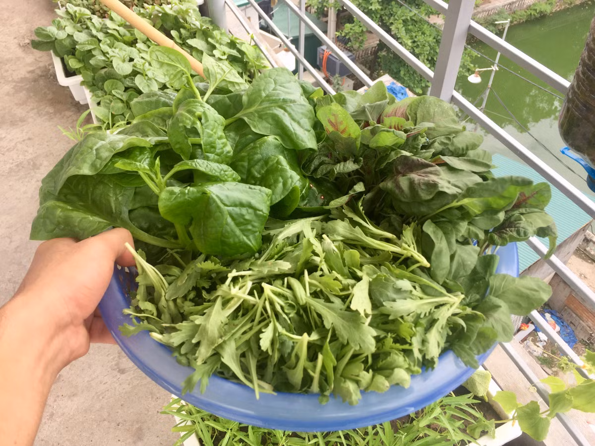 Rau trồng được nhiều, một mình không ăn hết, Lân đem cho các bạn.