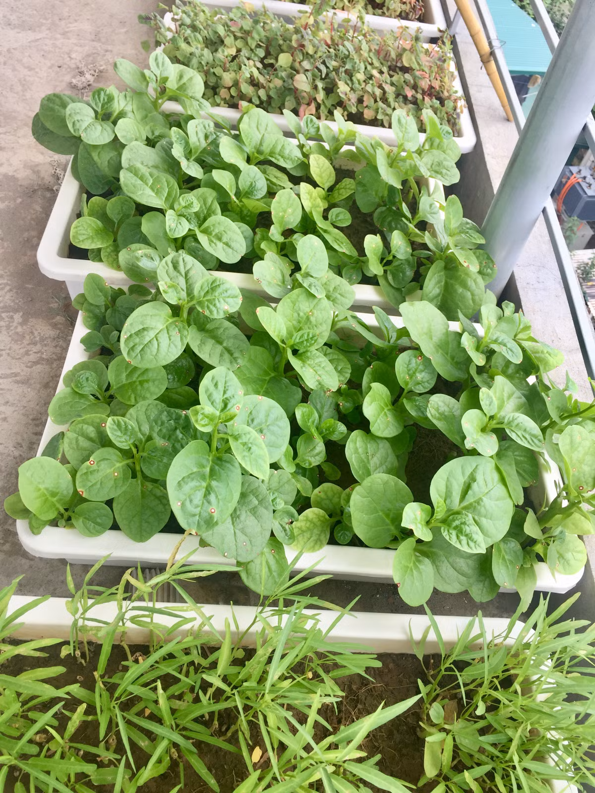 Khi mở rộng diện tích trồng rau, Lân mua chậu và đất ở Hà Nội.