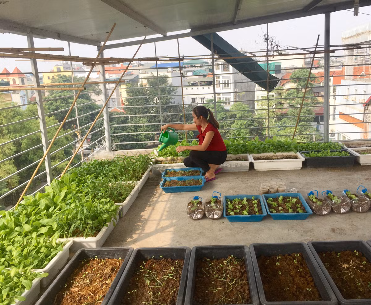 Lân cho biết, bố mẹ ở quê ra cũng ngạc nhiên vì vườn rau trên sân thượng còn tốt hơn ở nhà.