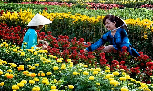 Cũng nằm trong vùng tâm bão số 16 đi qua, bà con nông dân làng hoa kiểng Cái Mơn (Bến Tre) cũng vô cùng lo lắng. Ảnh: TintucBentre.