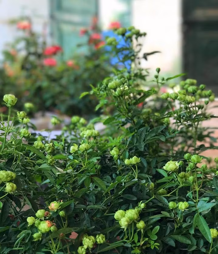 Cây hoa hồng xanh có thể ghép mắt với các cây hồng bản địa, và vẫn giữ được phom dáng như khi trồng bụi. Ảnh: Linhtrangrose.