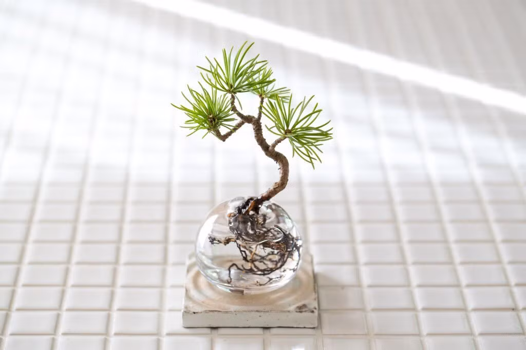 Để những gốc bonsai trồng trong nước trở thành tác phẩm nghệ thuật, người ta dùng bình thủy tinh để thấy được bộ rễ đặc biệt của cây. Ảnh: Twitter.