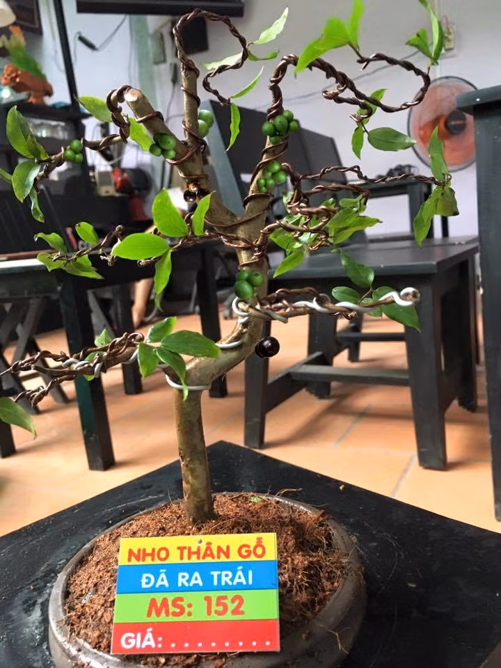  Bonsai nho thân gỗ dáng độc. Ảnh: Nhavuonkhanhvo.