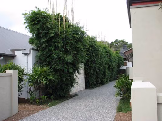 Khoảng sân vườn được ngăn cách bởi hàng rào cây xanh bằng tre mang nét đẹp giản dị và yên bình cho căn nhà. Tùy thuộc vào kiểu dáng của ngôi nhà để lựa chọn hàng rào tre có độ cao phù hợp. Ảnh: Decoist.