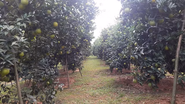 Cây nào cũng sai trĩu quả trông thích mắt. Dự kiến, cả vườn gia đình bà Na thu được hơn 60 tấn cam. Ảnh: Dân Việt.