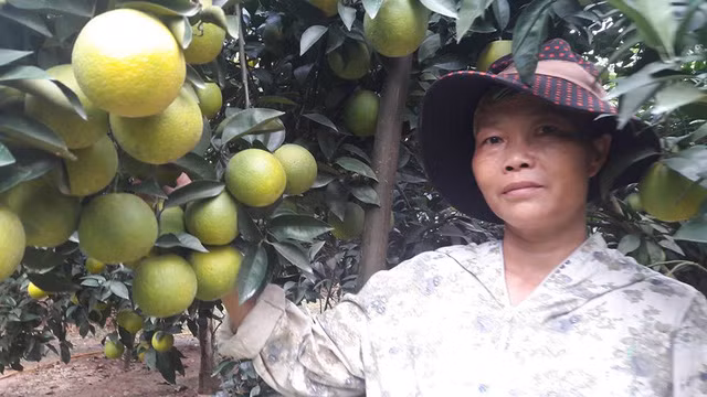 Trong vườn có khoảng 300 cây cam. Những cây cao 4-5 mét, cành lá xum xuê cho thu hoạch tới 2-3 tạ quả. Ảnh: Dân Việt.