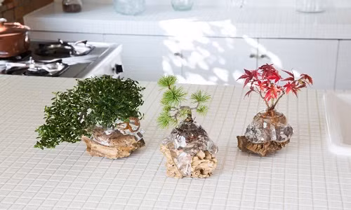 Nếu như bonsai thông thường sống trong điều kiện đất, đá thì aqua bonsai chỉ cần đến nước. Ảnh: Bonsai Empire.