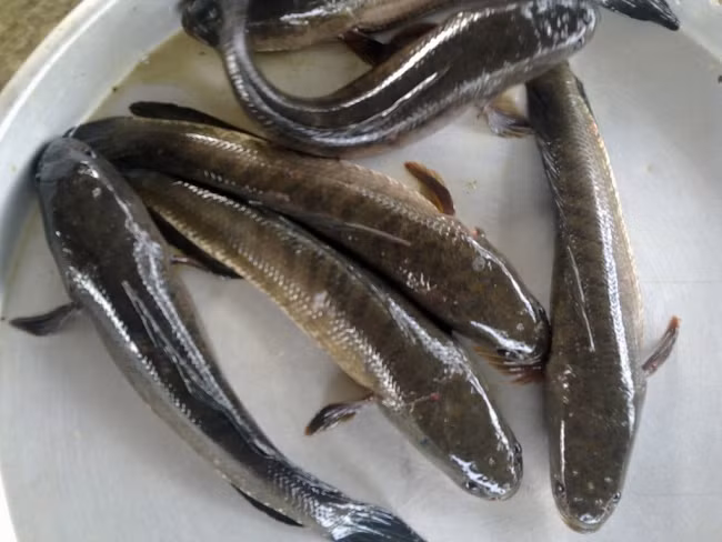 Để làm ra những con cá khô cá lóc ngon, ngọt và thịt dai nhất, nguyên liệu phải là cá lóc còn sống, tươi ngon. Ảnh: Goodprice.