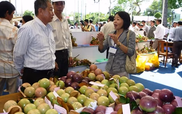 Việt Nam là nước đầu tiên và duy nhất được cấp phép xuất khẩu trái vú sữa tươi vào thị trường Mỹ. Ảnh: Baocongthuong.