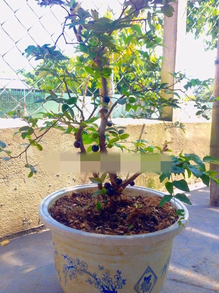 Những chậu nho thân gỗ thích hợp trang trí phòng khách, sân vườn hay phòng làm việc. Ảnh: Nhavuonkhanhvo.
