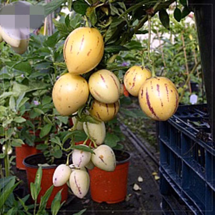Dưa hấu tí hon này có tên gọi dưa hấu pepino hay dưa hấu Nam Mỹ. Ảnh: Aliexpress.