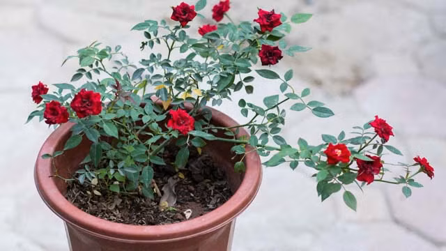 Cây hoa hồng ưa ẩm nên mỗi ngày phải tưới nước 2 lần, sáng sớm và chiều mát. Tránh tưới lúc tối hoặc lúc trưa nắng hay ban đêm, nước thường đọng trên lá cây dễ bị nấm bệnh. Ảnh: Nhanong.