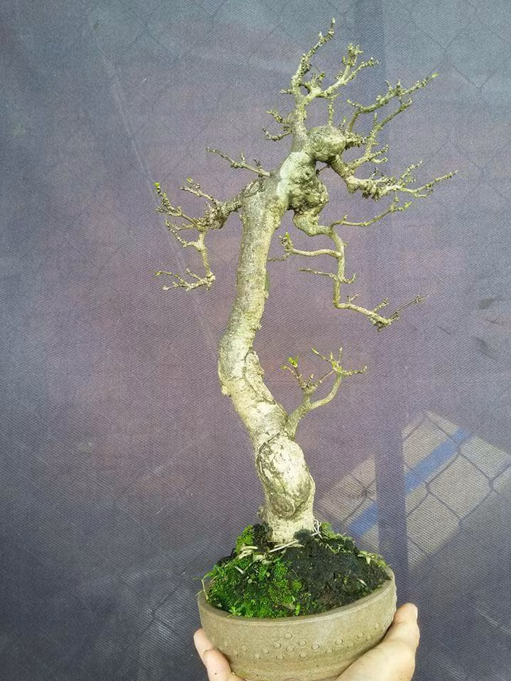 Bonsai dáng xiên ấn tượng.