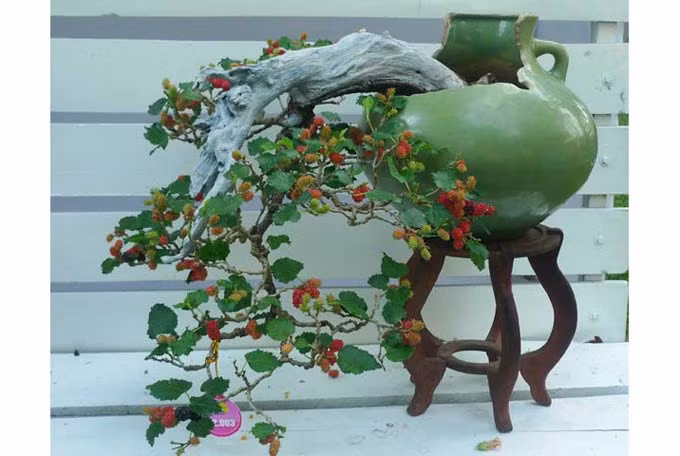 Một chậu bonsai dâu tằm luôn là niềm hãnh diện của giới chơi cây cảnh không chuyên lẫn chuyên nghiệp. Ảnh: Agrimark.