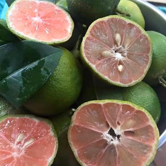 Trong khi đó, các năm trước, đầu mùa chanh đào phải lên tới 60.000 đồng/kg, đến giữa mùa, giá giảm xuống trung bình 40.000 - 50.000 đồng/kg. Ảnh: Facebook.