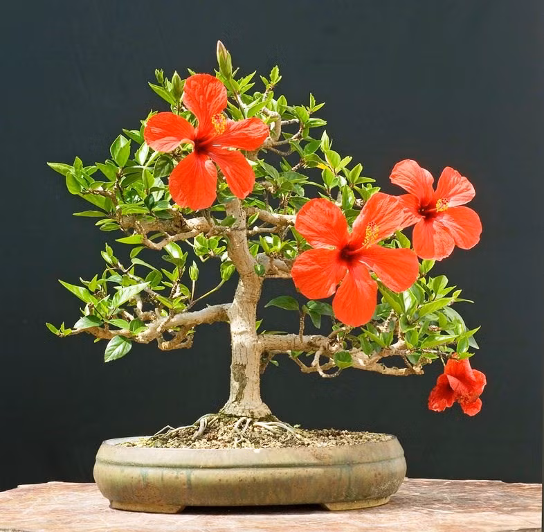 Cây hoa dâm bụt không chỉ được trồng làm hàng rào mà có thể trồng những gốc nhỏ vào chậu để làm bonsai để bàn. Ảnh: Caycanhilg.