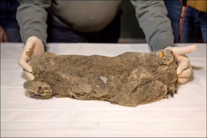 Xac uop su tu 50.000 nam tuoi con nguyen ven o Siberia-Hinh-3