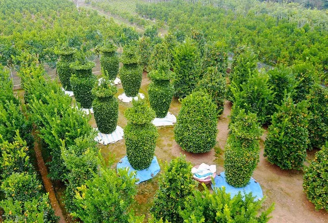 Quất cảnh lục bình khổng lồ đang gây sốt thị trường bởi kiểu dáng mới lạ. Ảnh: Tổ quốc.