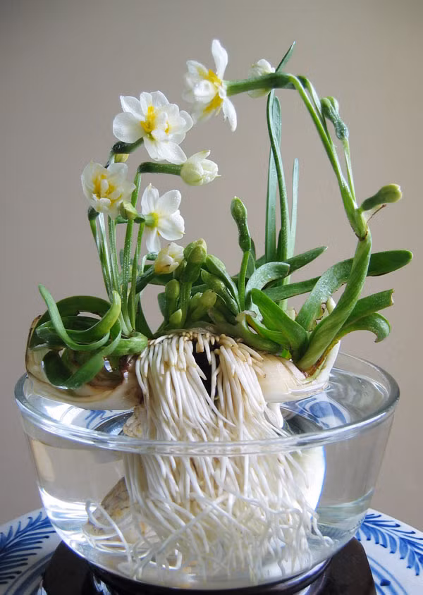 Có thể trồng hoa thủy tiên vào những chậu nhỏ trên bàn. Thủy tiên trồng bằng củ, nên chọn những củ tròn, chắc. Tuyệt đối không chọn củ đã bị chảy nước hoặc mềm nhũn. Ảnh: Giacngo.