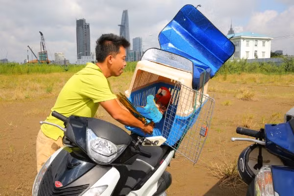 Nếu nhốt trong lồng lâu quá đôi cánh của vẹt ngày càng nặng nề. Ảnh: Thesaigontimes.