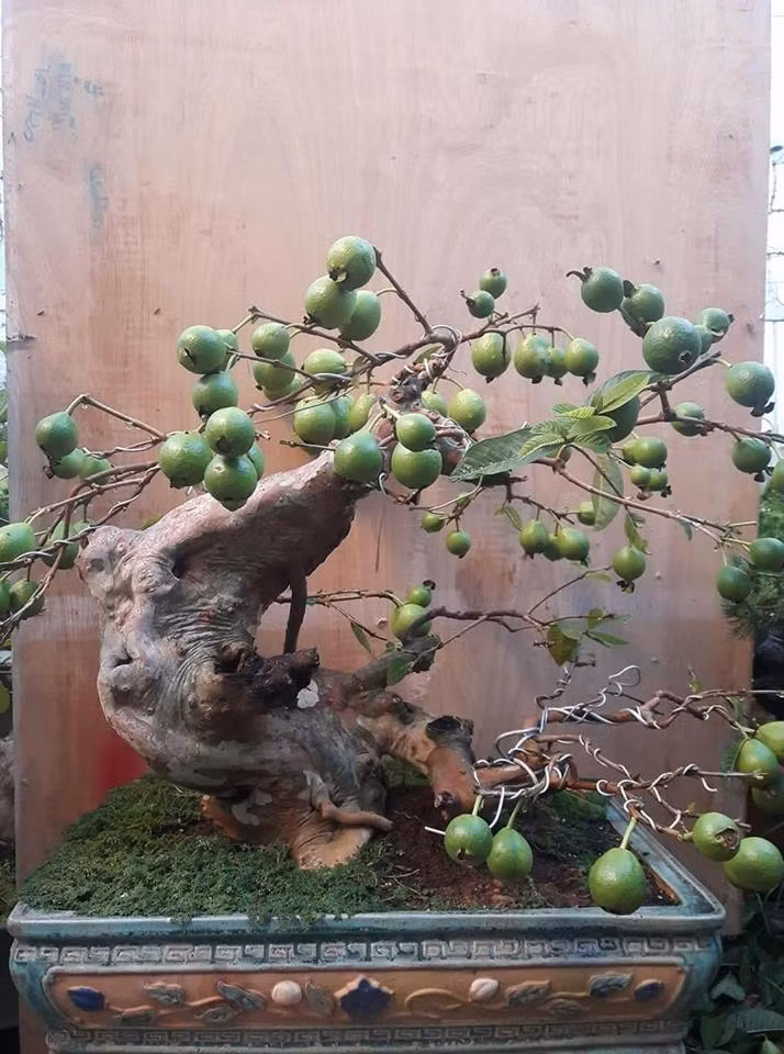 Gốc ổi bonsai quả chi chít từ gốc tới ngọn.