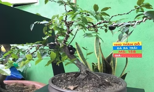 Chậu nho thân gỗ dáng uốn lượn, mềm mại. Ảnh: Nhavuonkhanhvo.