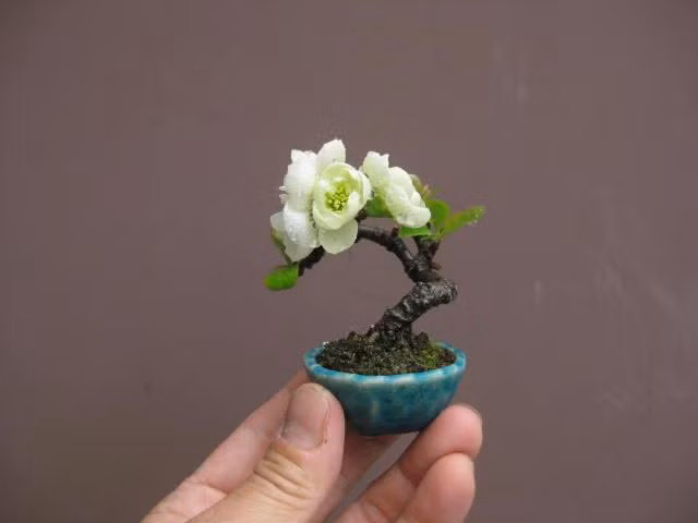 Trong không gian chật chội thì chậu cây nhỏ xíu vô cùng hữu ích với những ai muốn có thêm không gian xanh. Ảnh: Aido Bonsai.