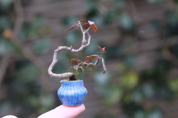 Với kích thước khiêm tốn, bonsai siêu nhỏ đòi hỏi người chơi một chế độ chăm sóc đặc biệt. Ảnh: Blossom zine.