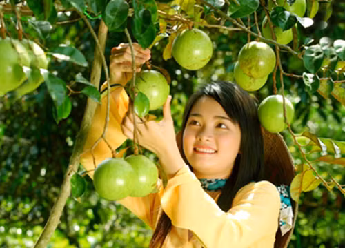 Vú sữa Lò Rèn nổi tiếng thơm ngon bởi ngoại hình đẹp, da căng bóng, vỏ mỏng, thịt quả bên trong ngon ngọt, đặc ruột. Ảnh: Dulichmientay.