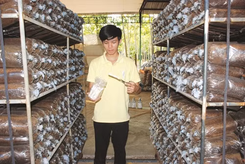 Mô hình sản xuất nấm linh chi mỗi năm cho Thành thu nhập hơn 1 tỷ đồng. Ảnh: Dantocmiennui.