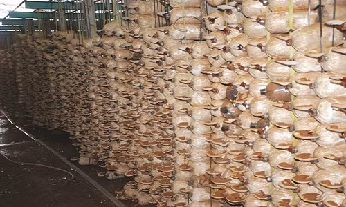Đến năm 2010, Thành có 2 trại nấm linh chi và 1 xưởng sản xuất phôi nấm công suất 10.000 bịch/ngày, tạo việc làm ổn định cho hàng chục lao động địa phương. Ảnh: Dantocmiennui.