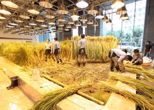 Bên trong văn phòng làm việc được trồng hơn 200 loại cây trồng, gồm cây ăn quả, rau và lúa.